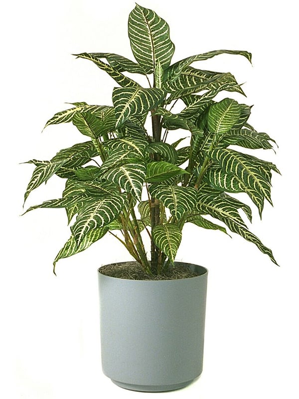 Zebra Plant
